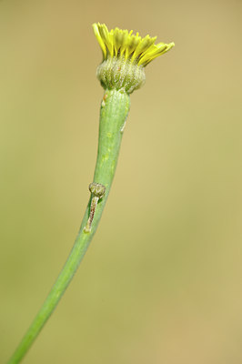 BUITEN BEELD Foto: 130361