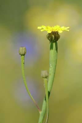 BUITEN BEELD Foto: 130362