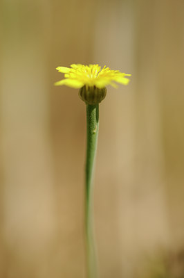 BUITEN BEELD Foto: 130365