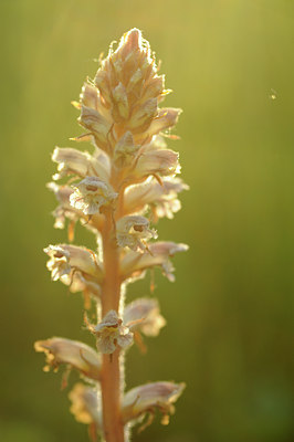 BUITEN BEELD Foto: 130375