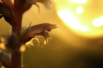 BUITEN BEELD Foto: 130381