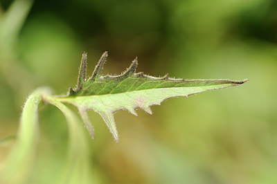 BUITEN BEELD Foto: 130394