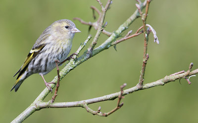 BUITEN BEELD Foto: 130397