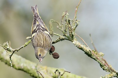 BUITEN BEELD Foto: 130398