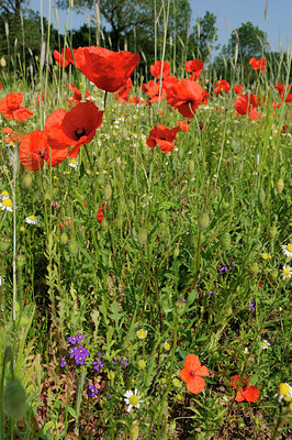 BUITEN BEELD Foto: 130457