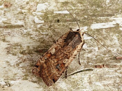 BUITEN BEELD Foto: 130465