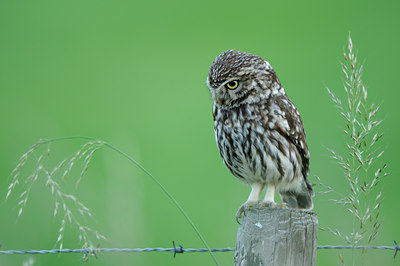 BUITEN BEELD Foto: 130469