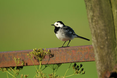 BUITEN BEELD Foto: 130475