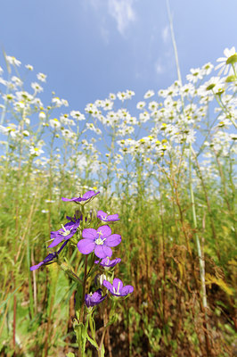 BUITEN BEELD Foto: 130477