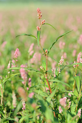 BUITEN BEELD Foto: 130486