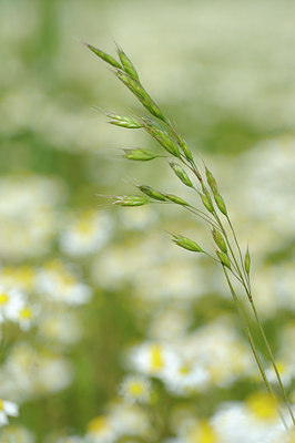 BUITEN BEELD Foto: 130496