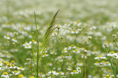 BUITEN BEELD Foto: 130500