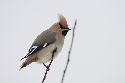 BUITEN BEELD Foto: 130514