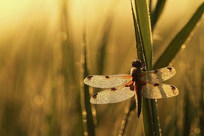 BUITEN BEELD Foto: 130548