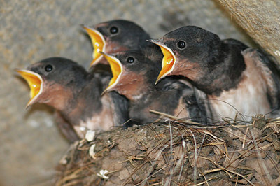 BUITEN BEELD Foto: 130559