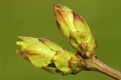 BUITEN BEELD Foto: 130577