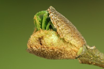 BUITEN BEELD Foto: 130598