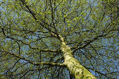 BUITEN BEELD Foto: 130609