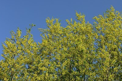 BUITEN BEELD Foto: 130610