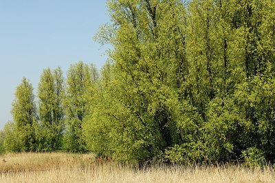 BUITEN BEELD Foto: 130616