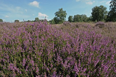 BUITEN BEELD Foto: 130621