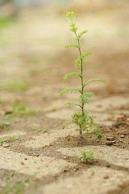 BUITEN BEELD Foto: 130696