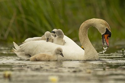 BUITEN BEELD Foto: 130701