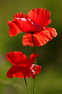 BUITEN BEELD Foto: 130707