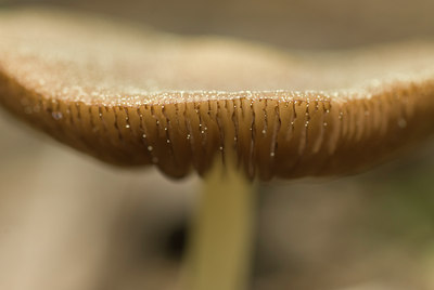 BUITEN BEELD Foto: 130737