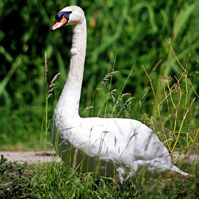 BUITEN BEELD Foto: 130744