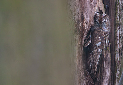 BUITEN BEELD Foto: 130753