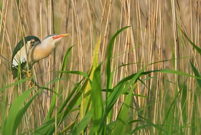 BUITEN BEELD Foto: 130846