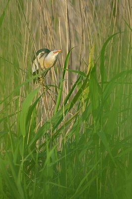 BUITEN BEELD Foto: 130849