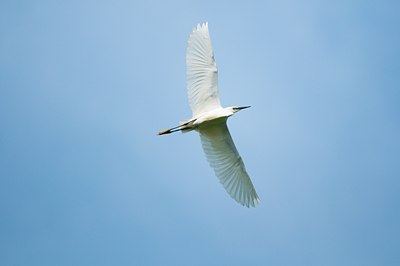 BUITEN BEELD Foto: 130851