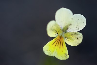 BUITEN BEELD Foto: 130881