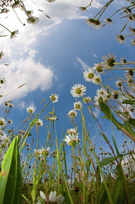 BUITEN BEELD Foto: 130885