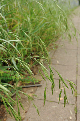 BUITEN BEELD Foto: 130941