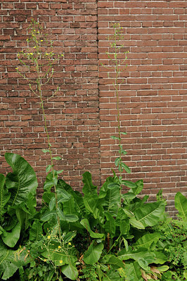 BUITEN BEELD Foto: 130943