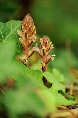 BUITEN BEELD Foto: 130957