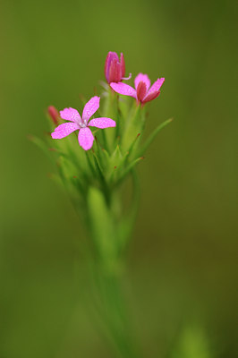 BUITEN BEELD Foto: 130960