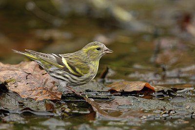 BUITEN BEELD Foto: 131000