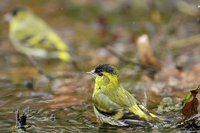 BUITEN BEELD Foto: 131005