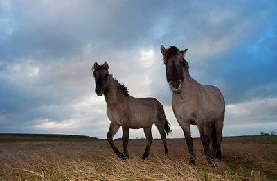 BUITEN BEELD Foto: 131028