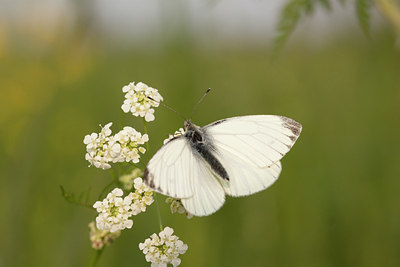 BUITEN BEELD Foto: 131075