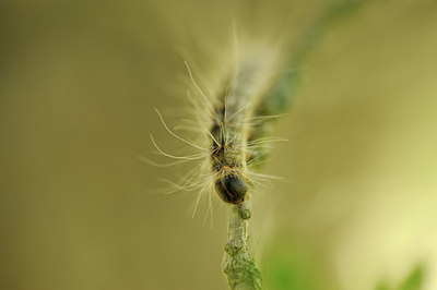 BUITEN BEELD Foto: 131085