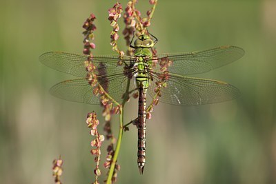 BUITEN BEELD Foto: 131133