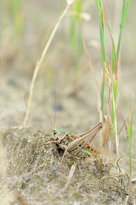 BUITEN BEELD Foto: 131184