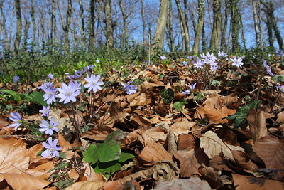 BUITEN BEELD Foto: 131219