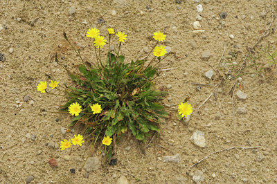BUITEN BEELD Foto: 131257