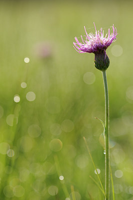BUITEN BEELD Foto: 131289